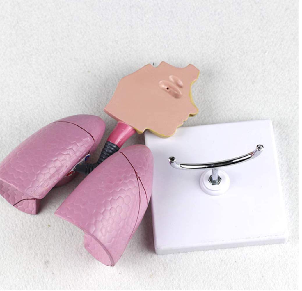 Modello Di Anatomia 'Organo Animale 4D Intelligenza Del