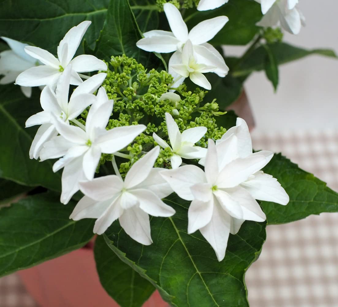 Amazon｜【 花想久里 はなおくり 紫陽花 あじさい 白糸の滝 白 ガク 