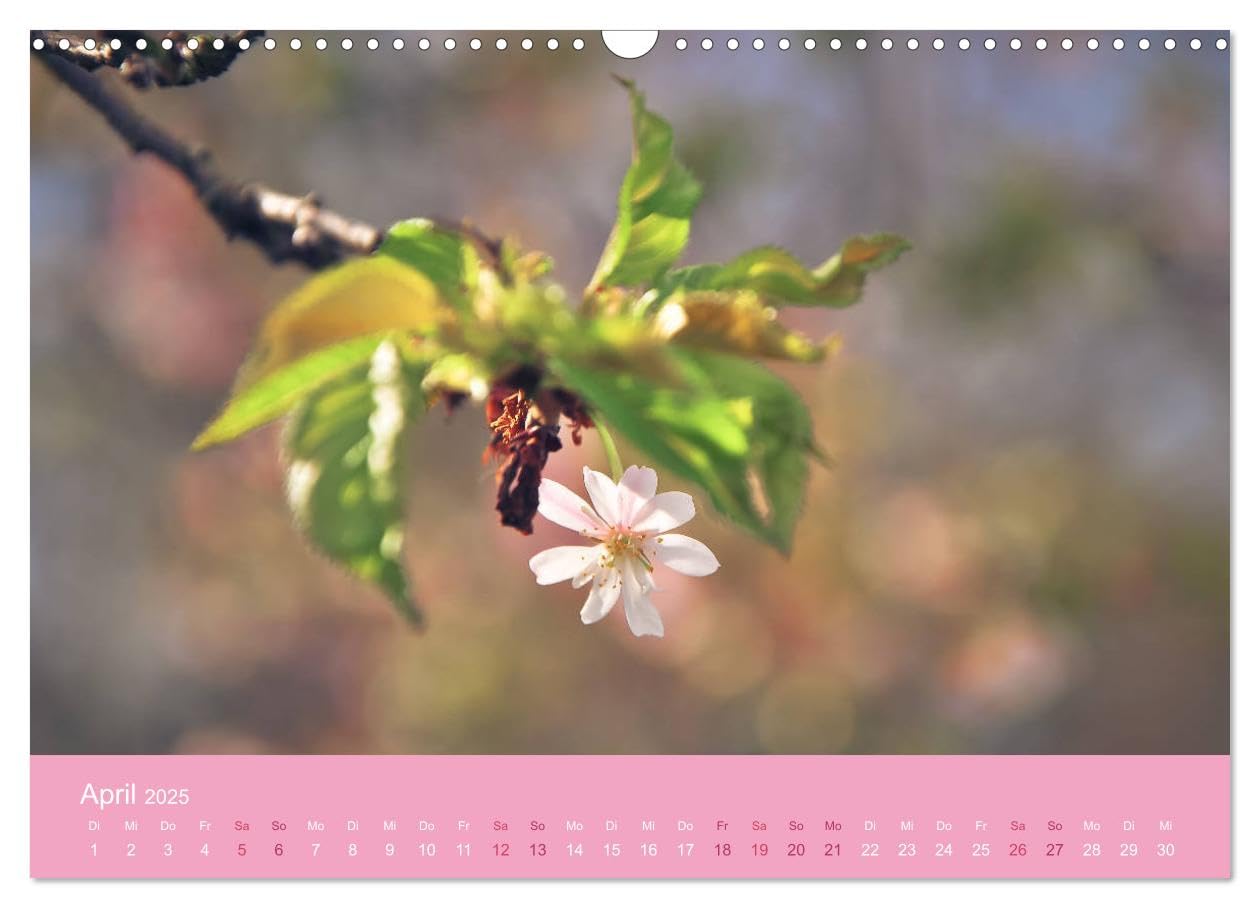 Zarte Kirschblüten - Berauschende Gedankendüfte (Wandkalender 2025 DIN A3 quer), CALVENDO Monatskalender: Lichtvolle Momente zur Kirschblütenzeit (CALVENDO Natur)