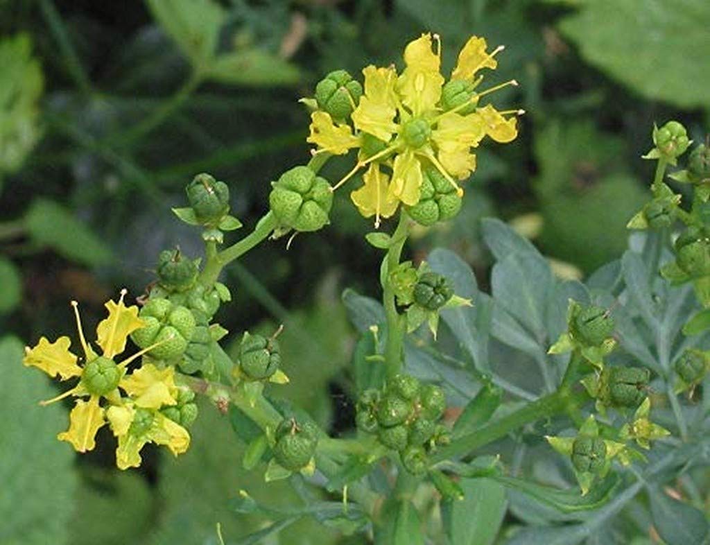See full amazon price history chart for Creative Farmer Live Plant Rare Common Rue (Ruta Graveolens) Arutha Herb-Of-Grace/Satap Herbal Ornamental Fragrant (1 Healthy Live Herb Plant) Creative Farmer Live Plant Rare Common Rue (Ruta Graveolens) Arutha Herb-Of-Grace/Satap Herbal Ornamental Fragrant (1 Healthy Live Herb Plant) (B08P5S6KRX) Amazon Price History, Amazon Price Tracker