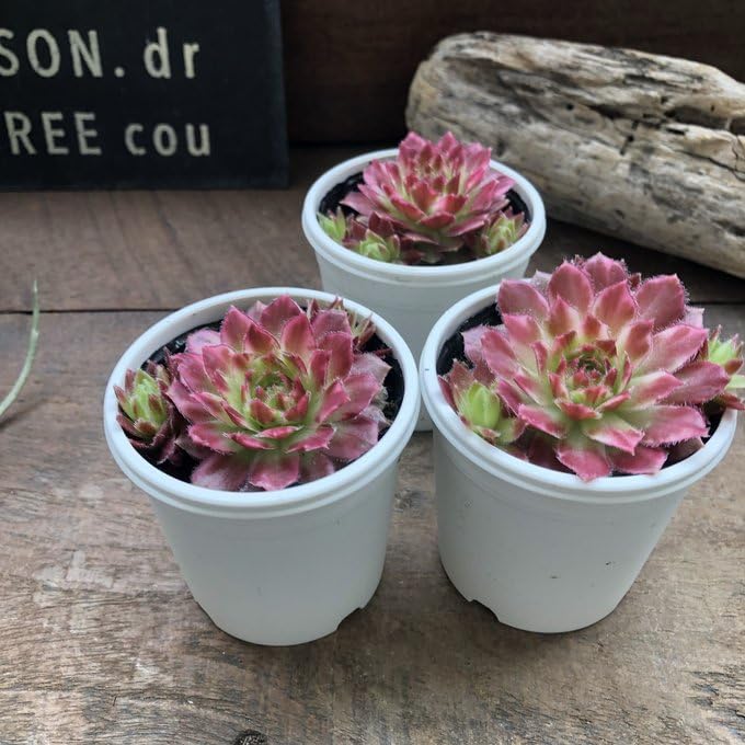 Amazon.co.jp: ギャラクシースター センペルビウム 斑入り 多肉植物