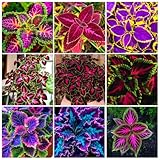 150 Coleus Seeds - Rainbow Mix, Annual & Easy-Grow, Indoor & Outdoor Use, Compact Plants with Multi-Colored Foliage, Ideal for Gardens, Containers & Shaded Areas