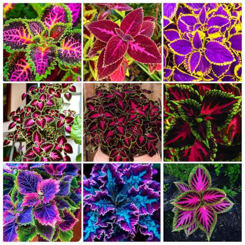 150 Coleus Seeds - Rainbow Mix, Annual & Easy-Grow,...