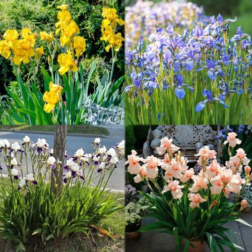 bulbos de iris perennes resistentes, decoración de en bonsai jardín resistentes y perennes, bulbos iris primavera jardín 7pcs