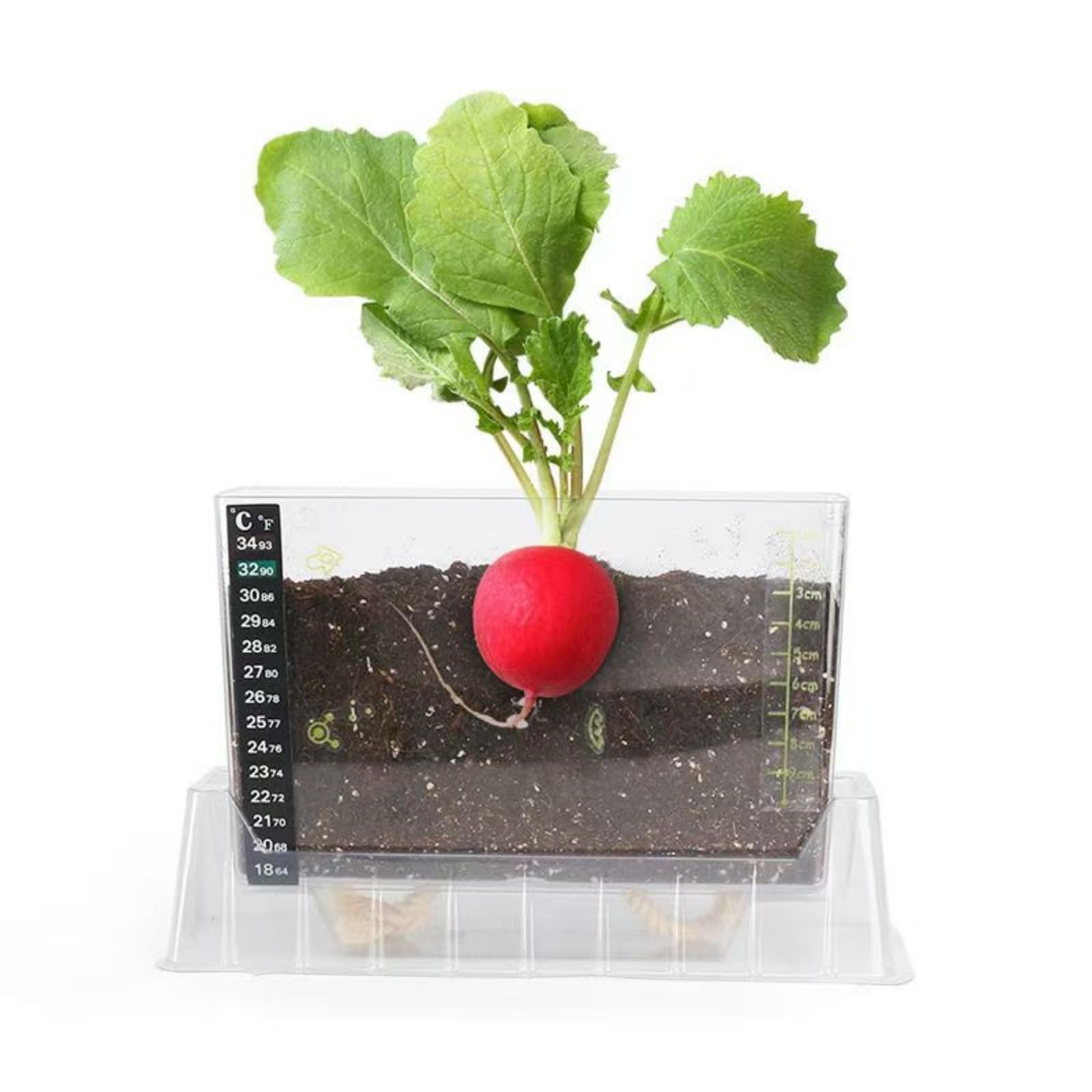 LOJAX Caja de observación de Crecimiento de Plantas Transparente, máquina de germinación de Semillas, lecho de plántulas de germinación, Bandeja de plántulas, fácil de Usar