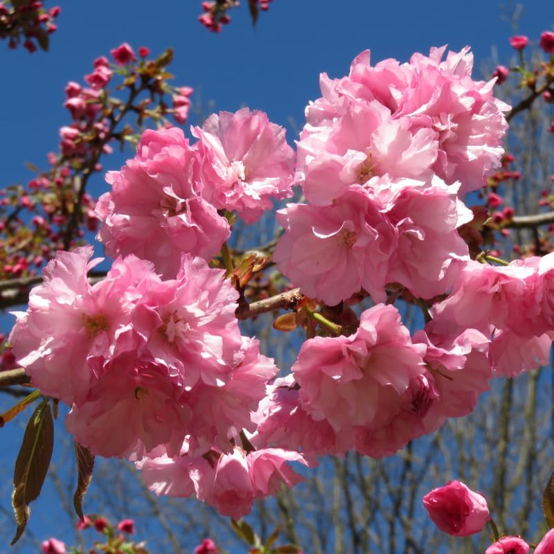 Double Pink Cherry Blossom Tree Live Plant 2-3 Ft, Flowering Cherry Tree for Outdoor Garden, Ornamental Vibrant Bloom Tree for Yard, Landscape or Garden Planting, 3 Gallon Pot, No Ship to CA