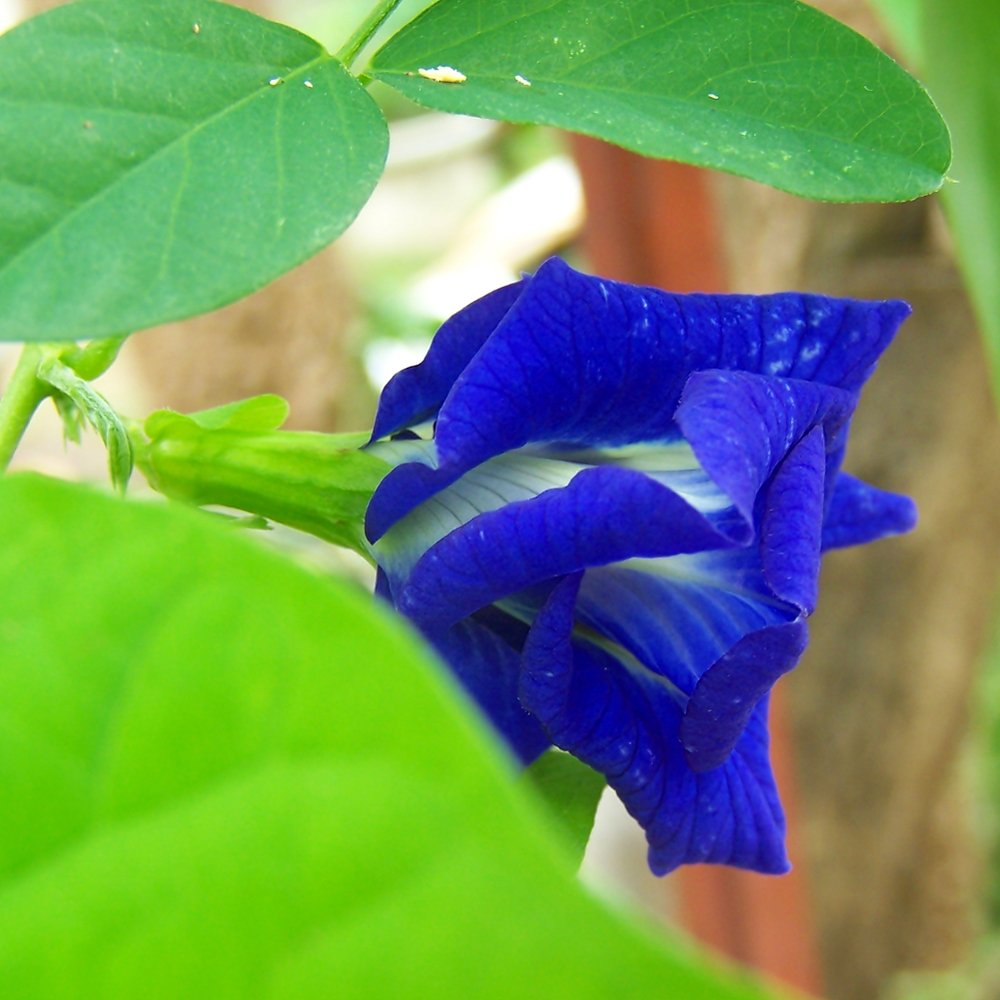 Blue Butterfly Pea Vine 5 Seeds (Clitoria)- Double Blue Blloms,Fast Growing, Impressive
