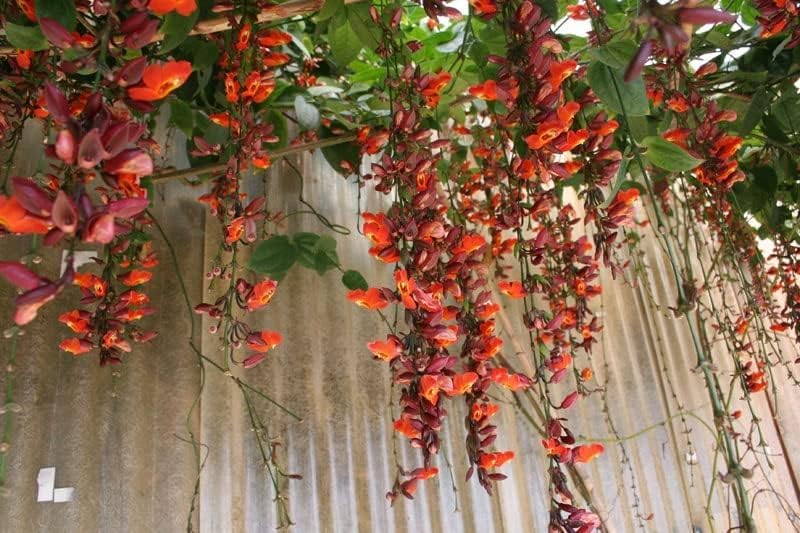 Basor lata Climbers Vines Scarlet Clock Vine Chonga lota Indrapushpa Thunbergia coccinea Lady’s Slipper Vine Healthy Live flower Plant