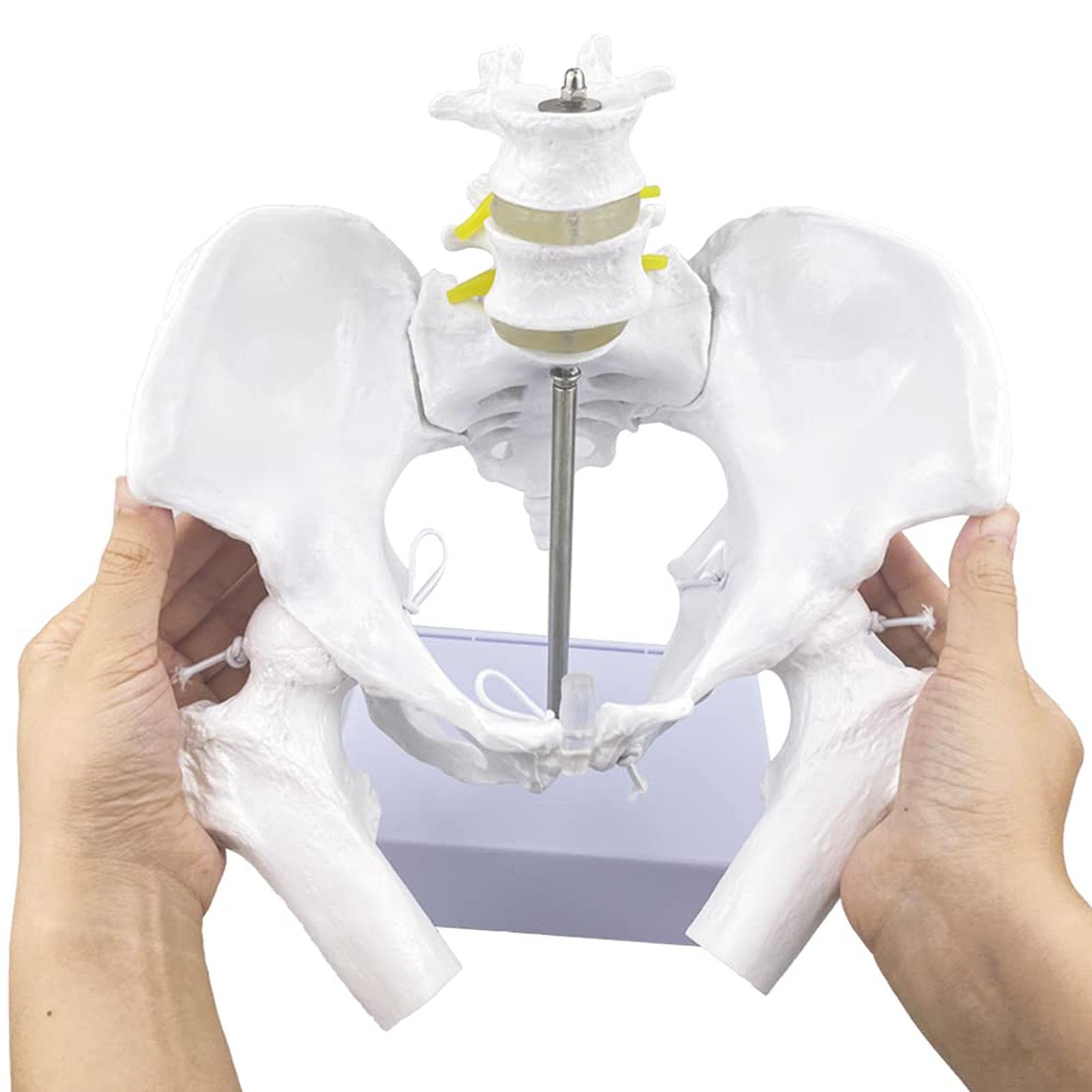 Genérico Modelo Flexible de Pelvis Femenina con Cabezas de fémur y articulaciones móviles, Pelvis Femenina de tamaño Real con Base de Apoyo, para la educación sobre el Parto