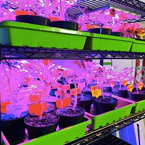 Bootstrap Farmer 1020 Trays, Green Extra Strength No Hole, 10 Pack, Seedling Tray for Growing