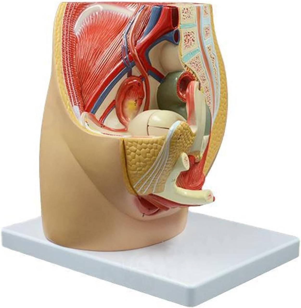1 szt. Model anatomii strzałkowej miednicy dorosłej kobiety – szczegółowy układ rozrodczy z cyfrowym identyfikatorem do celów edukacji w zakresie opieki zdrowotnej i zajęć lekcyjnych