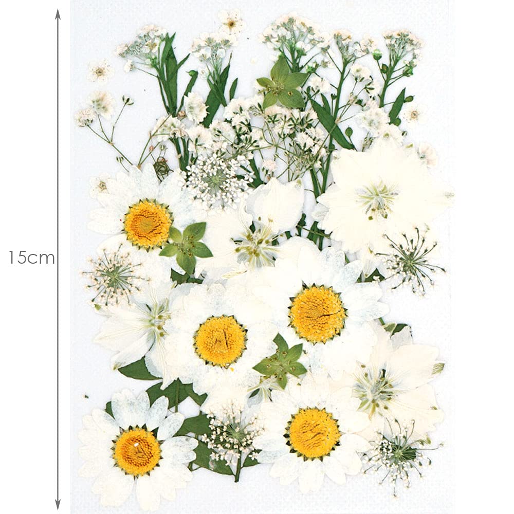 Image secondaire de CENPEK Fleurs pressées séchées Fleurs séchées Naturelles Fleurs pressées réelles Fleurs séchées colorées pour Bijoux en résine N
