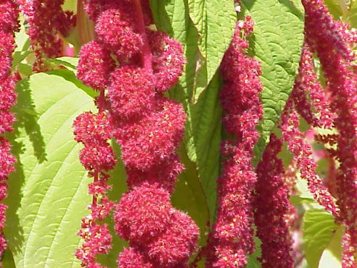 Amaranthus Caudatus Red Tail or Love Lies Bleeding Nice Garden Flower by Seed Kingdom 100 Seeds