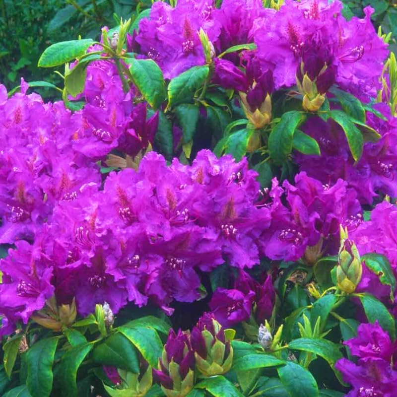 Purple Azalea Plant Live, 7 Months Old Rhododendron Like, Azalea Rhododendron Tree Flowers Plants Live Bush in Pot