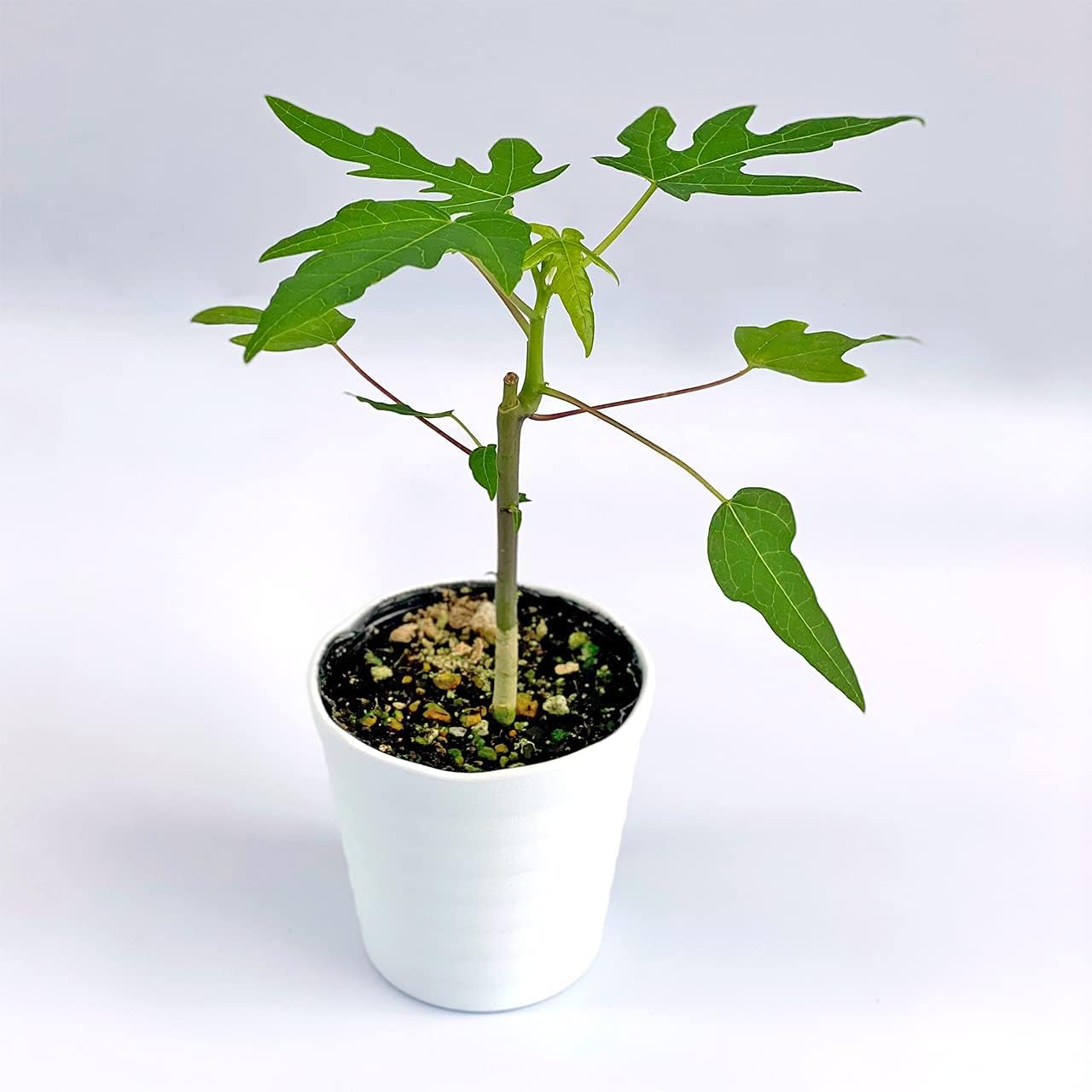 Amazon Co Jp Ina工藝 観葉植物 おしゃれ 小さめ ミニ観葉 4点セット ムラサキオモト サンスベリア シフレラ パパイヤ 3号 鉢植え 室内 風水 プレゼント ギフト 園芸 植木 グリーンインテリア 植物 育てやすい Diy 工具 ガーデン
