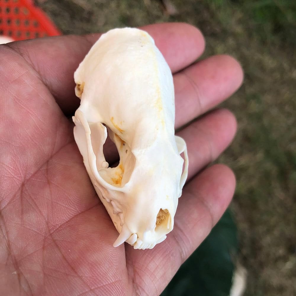 Taxidermy Real Animals Skulls - Model Animals Bones Specimen, Unique Collectible for Biology Science Education and Taxidermy Collection 1PCS (Mink Skull)
