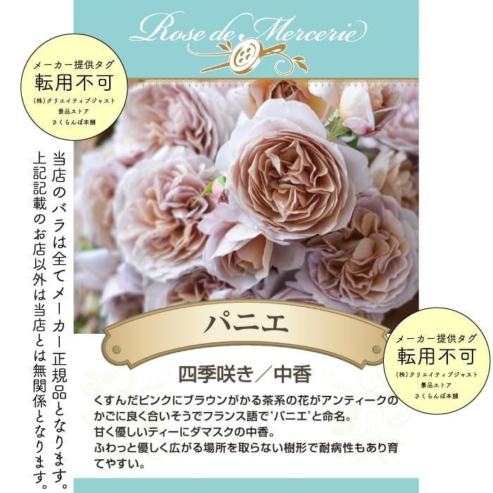 Amazon.co.jp: [ パニエ 新苗4号鉢 ] バラ苗 鉢植え 薔薇 ばら : DIY