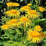 Elecampane Seeds (Inula helenium) Packet of 40 Seeds