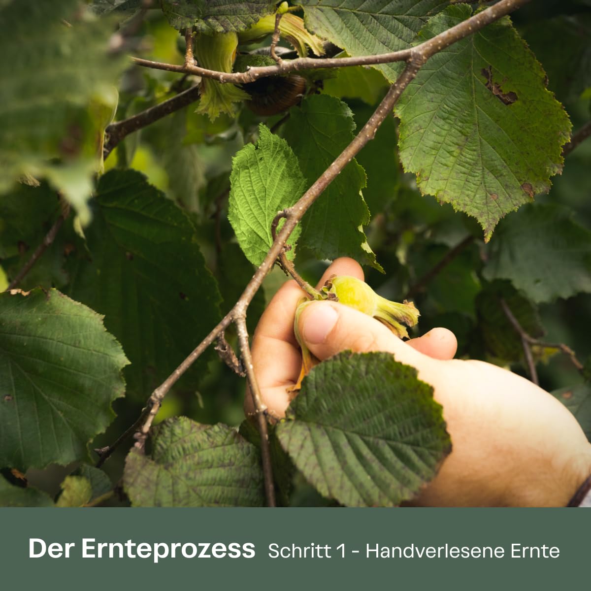 Black Sea Nuts – Geröstete Haselnüsse 200 g | Aromatische Nüsse vom Schwarzen Meer in Premium Qualität | Ganze Haselnusskerne ohne Schale | Für gesunde Snacks & zum Backen | Traditionell & Nachhaltig