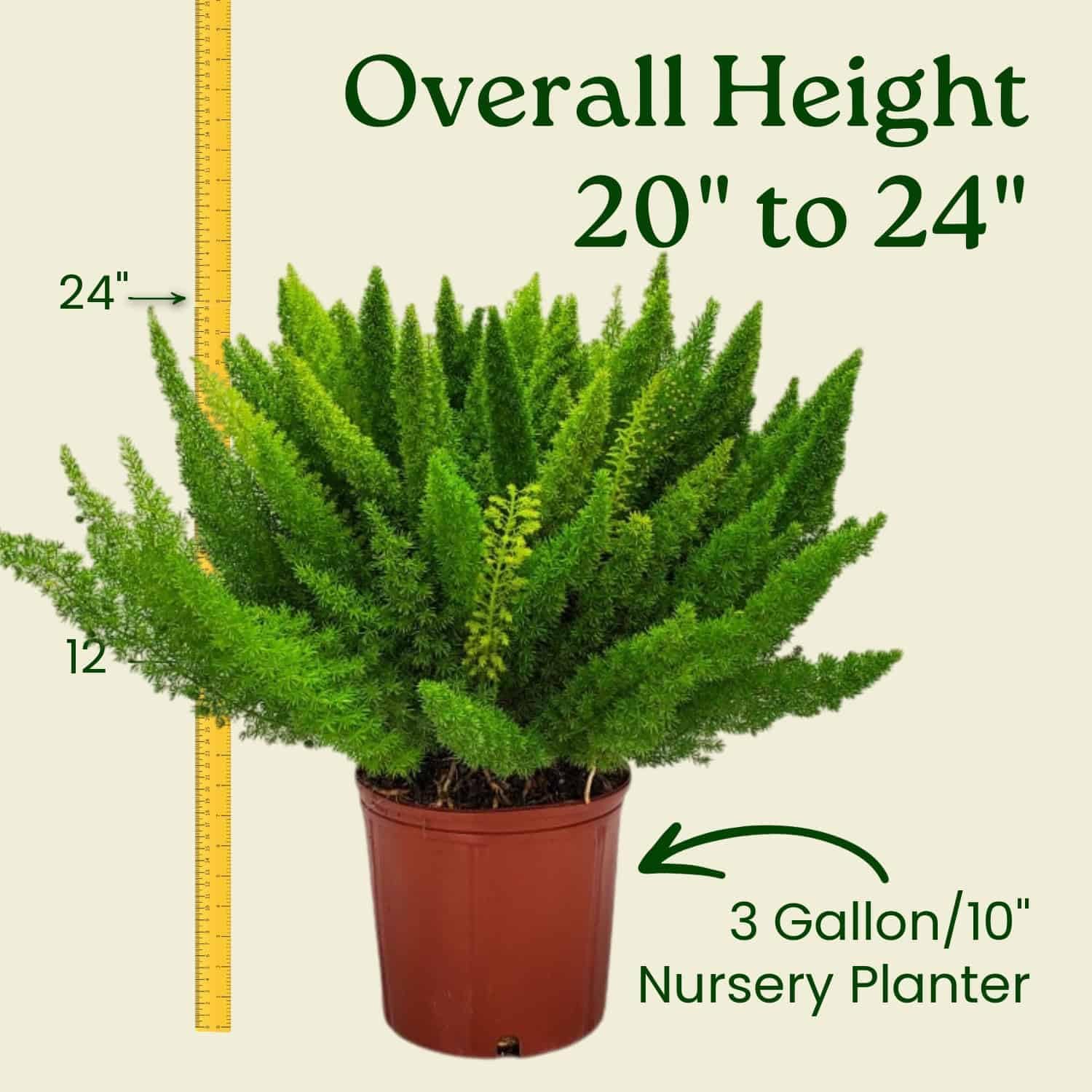 Foxtail Fern Plant - Live Asparagus Fern - 3 Gallon Pot - Overall Height 20" to 24" - Tropical Plants of Florida (Plant Only)