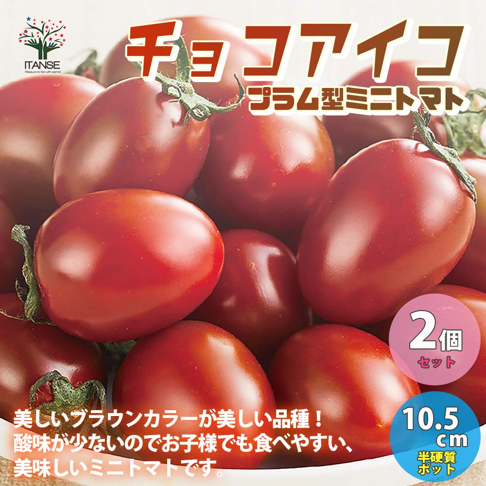 Amazon.co.jp: ITANSE チョコアイコ 高糖度ミニトマトの苗【野菜