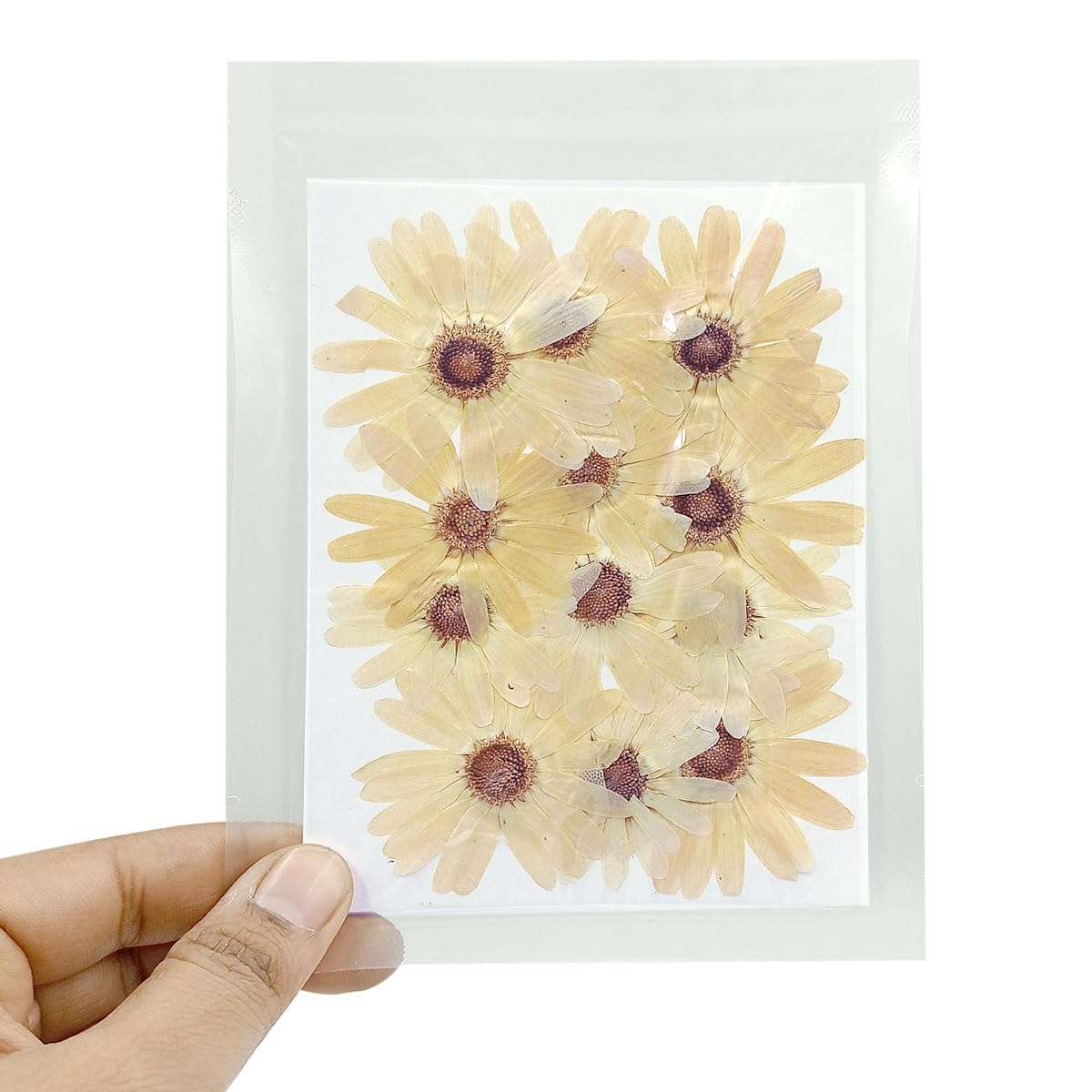 YellowCult Natural Real Dried & Pressed Flowers for Art Craft - Mixed, Multicolor for Soap, Candle, Scrapbooking, DIY, Resin Jewelry, Pendant - [Margherita Flower-White]-image-32