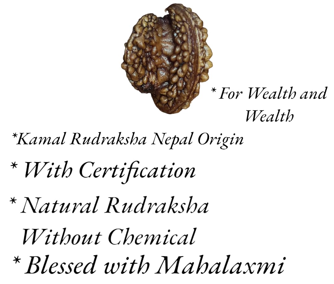 Lotus Rudraksha Original Certified by Shree Rudraksham (with Certification) (B0BDV3V6X7) Amazon Price History, Amazon Price Tracker