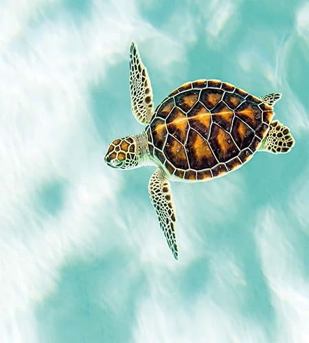 Miniatura 4 de Ambesonne - Funda de cobertor multicolor disponible en 3 colores y tamaños diferentes