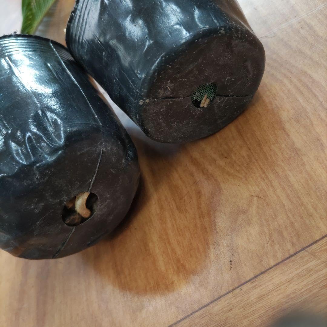 Amazon.co.jp: ソテツ蘇鉄 脇芽株 新葉発根済み2株セット観葉