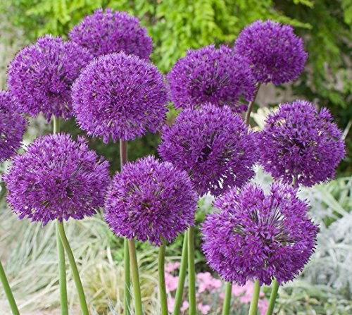 Seeds,Bulbs,Plants,&More, Flowering Alliums "Purple Sensation" (2) Bulbs