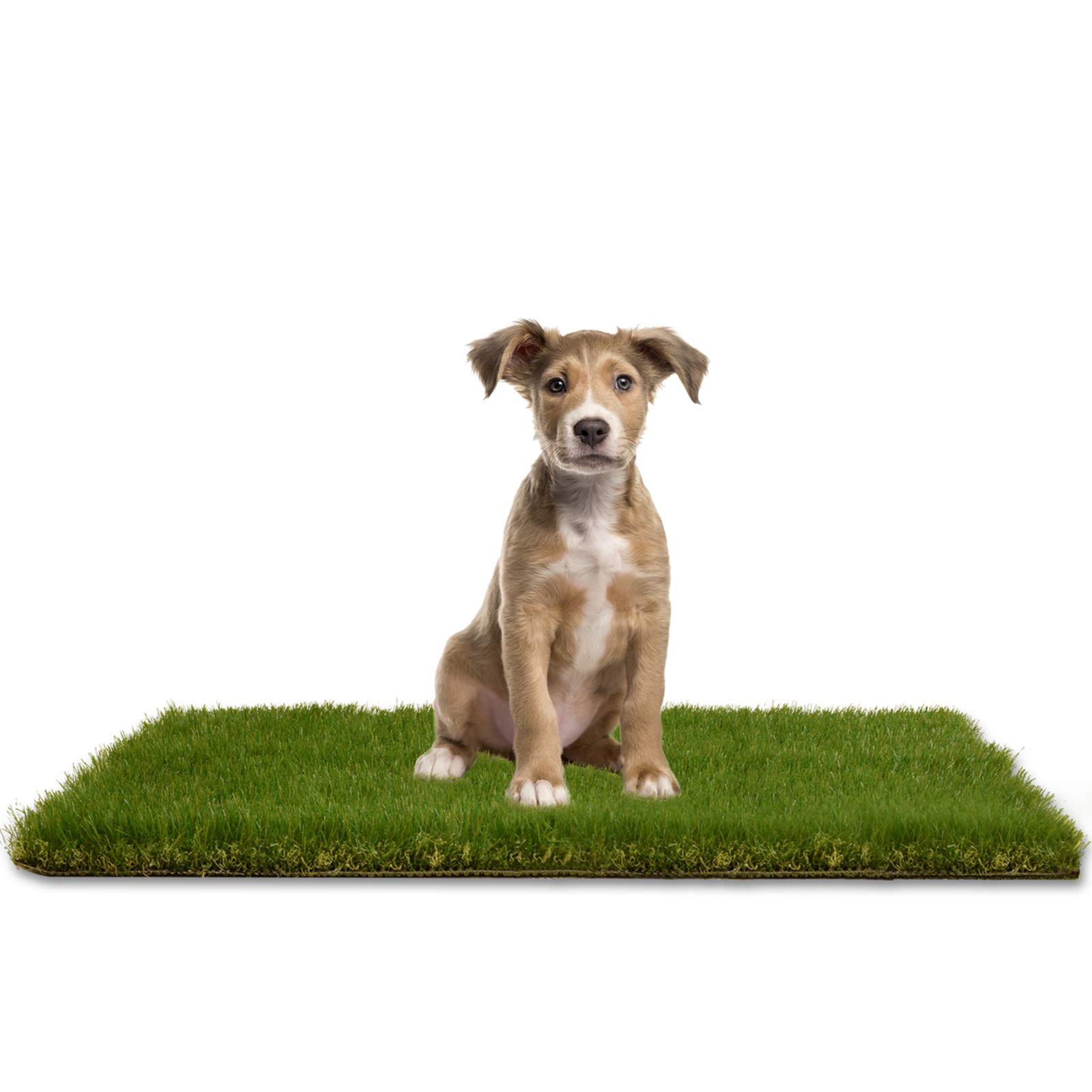 How Do I Clean My Dogs Fake Grass
