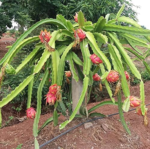 Aziz Gazi Nursery - Dragon Fruit Plant | Live Red Flesh Dragon Plant | Dragon fruit Plant with polybag (Plant Height - 8 To 9 Inc) - Image 4 thumbnail