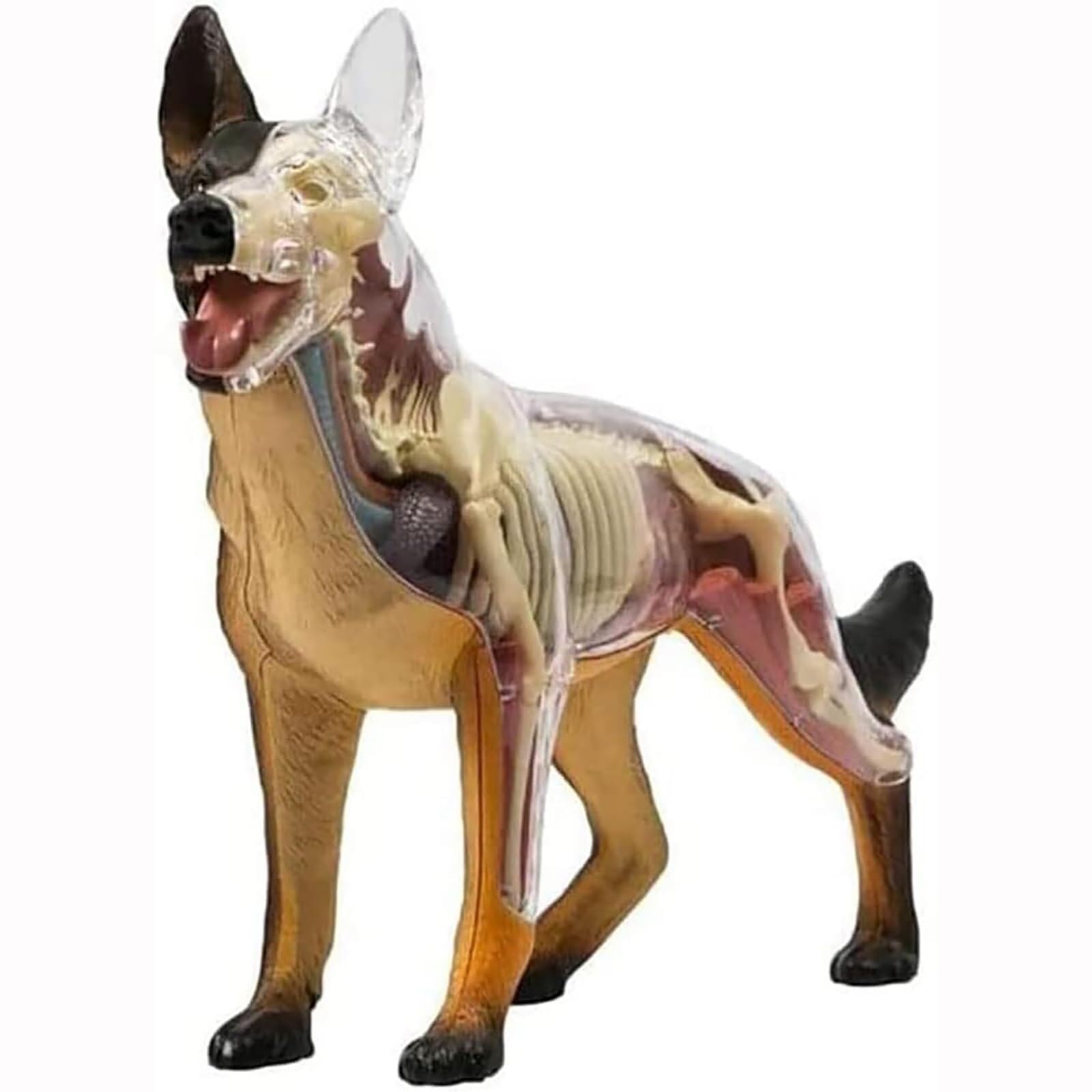 Demostración didáctica de animales Parte 29 Modelo didáctico de anatomía Modelo de anatomía 4D de perro con modelo biológico desmontable