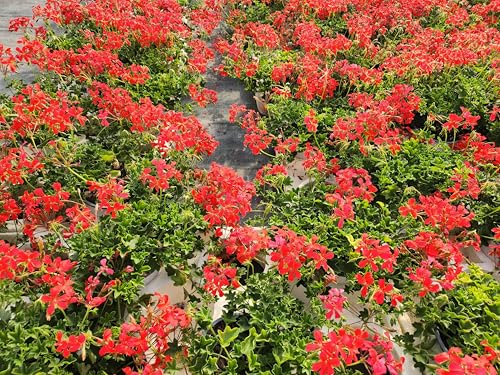 POWERS TO FLOWERS - GERANIO PARIGINO ROSSO MINI BALCON, PELARGONIUM, 3 PIANTE VASO 14, piante vere