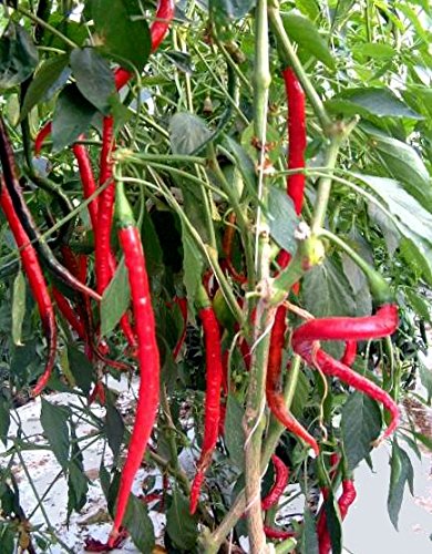 Cayenne Long Slim 10 Chili Seeds by CHILLIESontheWEB - Pick and Mix - Buy 4 for 3