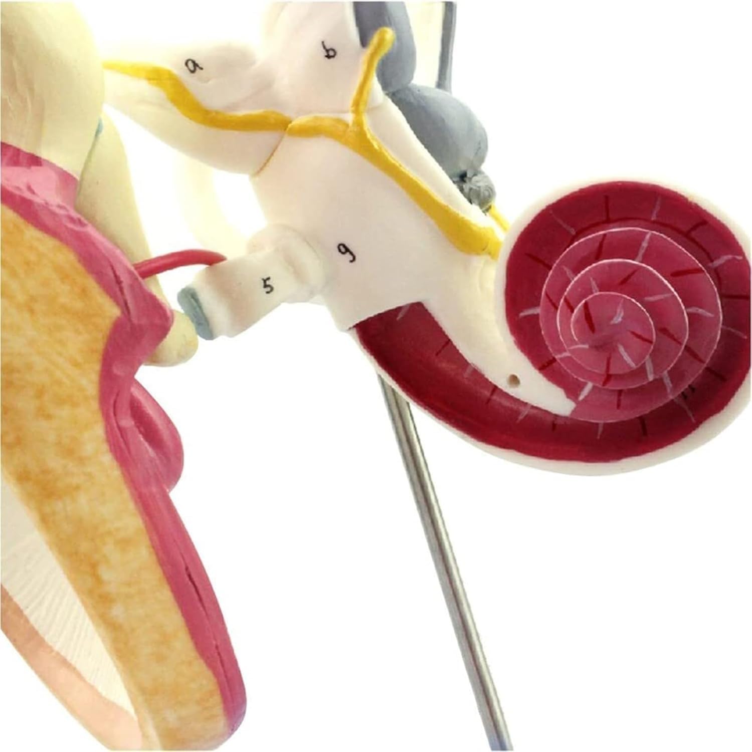 Model Cochlea do anatomii ucha wewnętrznego człowieka – szczegółowa struktura błony bębenkowej, kości kostnej i ślimaka do badań medycznych i celów edukacyjnych