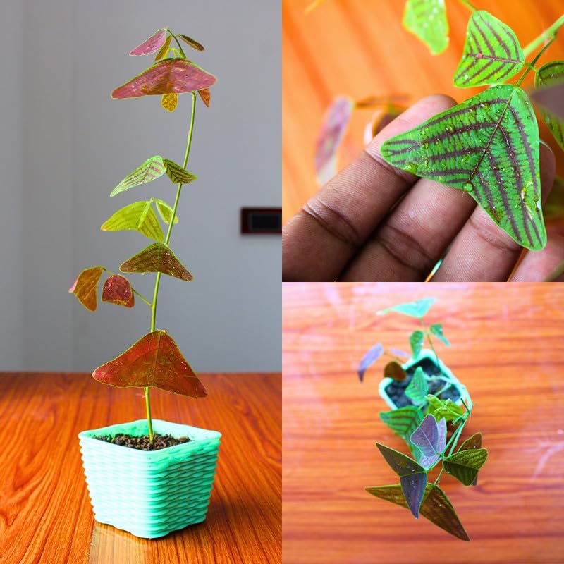 Oxalis Triangularis Butterfly Plant, Multi-Coloured Leaves, Indoor/Outdoor, Christia Obcordata Butterfly Wing Plant – Rare Exotic Indoor Plant | With 4 Inch Pot (Pack Of 1)