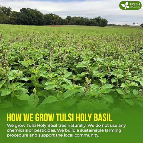 Image of FreshDrinkUS, Premium 16oz Tulsi Leaves Powder, 100% Natural & Pure, Herbal Tea, No Sugar, No Caffeine, No Gluten, Vegan.