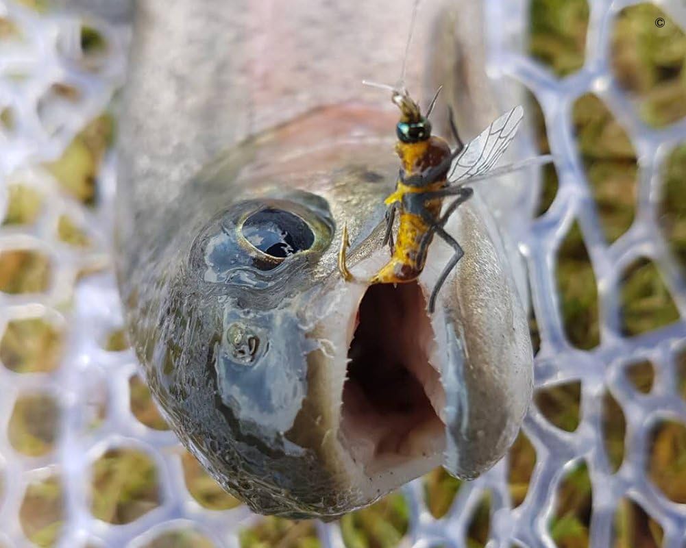 YZD Realistic Fly Fishing Flies Set Dry Fly Mosquitos Set of 12 Flies Handmade Rainbow Trout Fishing Lure kit Flyfishing… : Sports & Outdoors