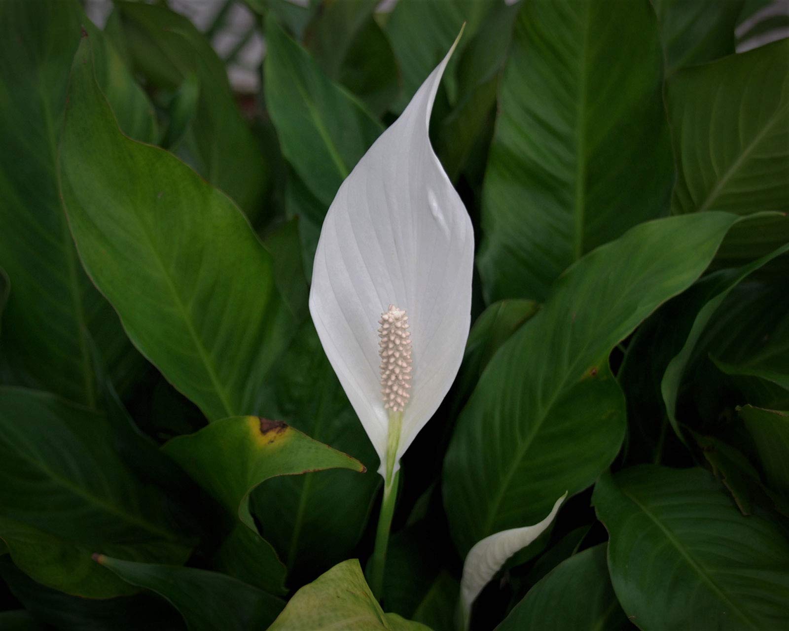 Peace Lily Seeds ubicaciondepersonas.cdmx.gob.mx