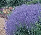 Perovskia Taiga, lavande d'Afghanistan, sauge de Russie   vivace