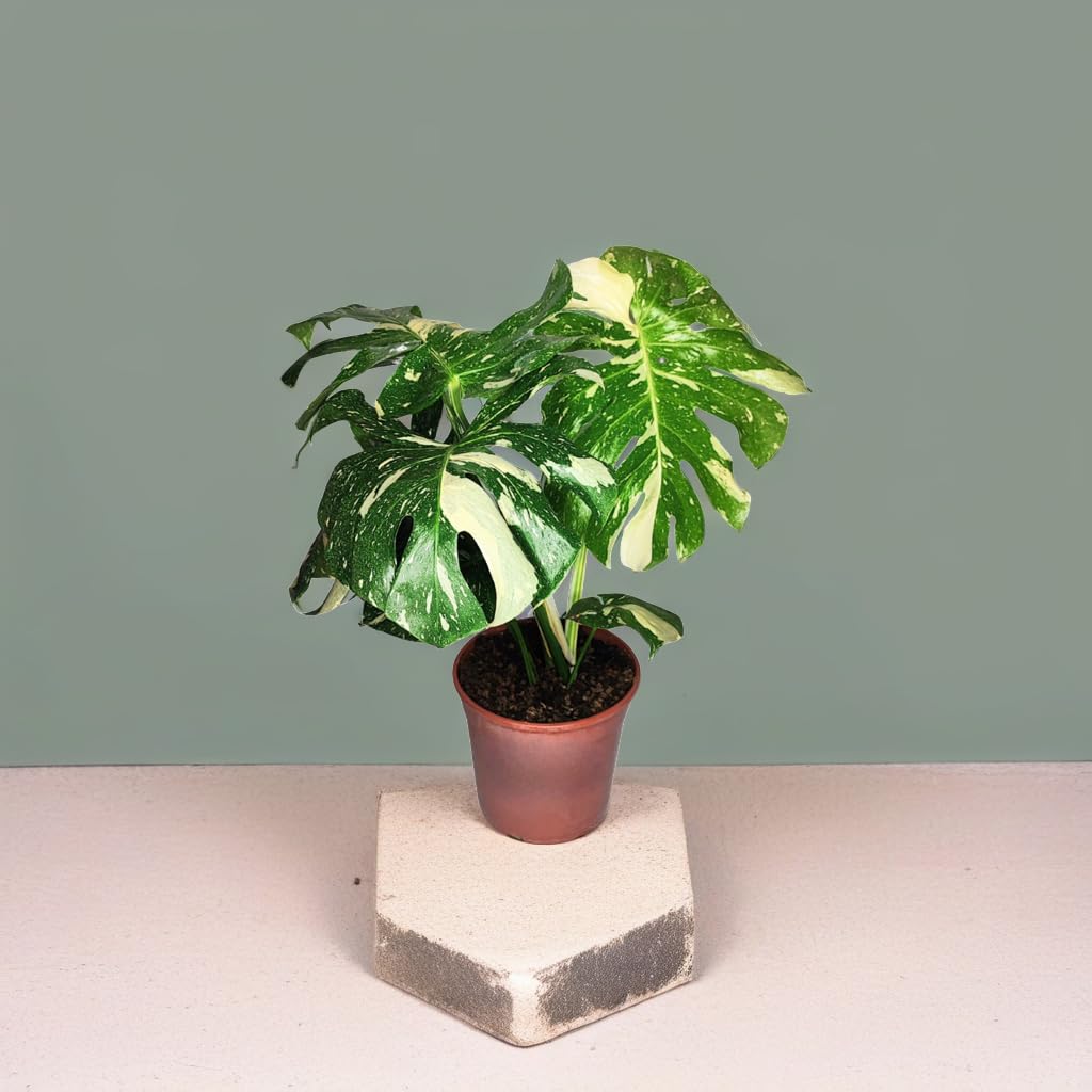 I GIARDINI DI GIULIA - Monstera Thai Constellation | Pianta rara ed esotica | Foglie variegate uniche | Vaso diametro 19 cm | Facile cura e longevità, Verde con parti bianche, Pianta da collezione