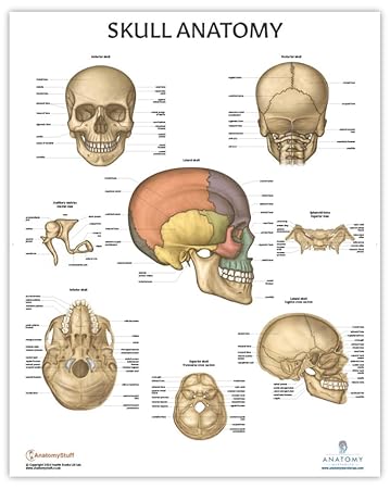 Anatomy Lab Human Skull Anatomy Poster, LAMINATED, Anatomy and Physiology, 17.3 x 22.5 Inches, Organ Diagram, Anatomical Chart for Education Learning and Students