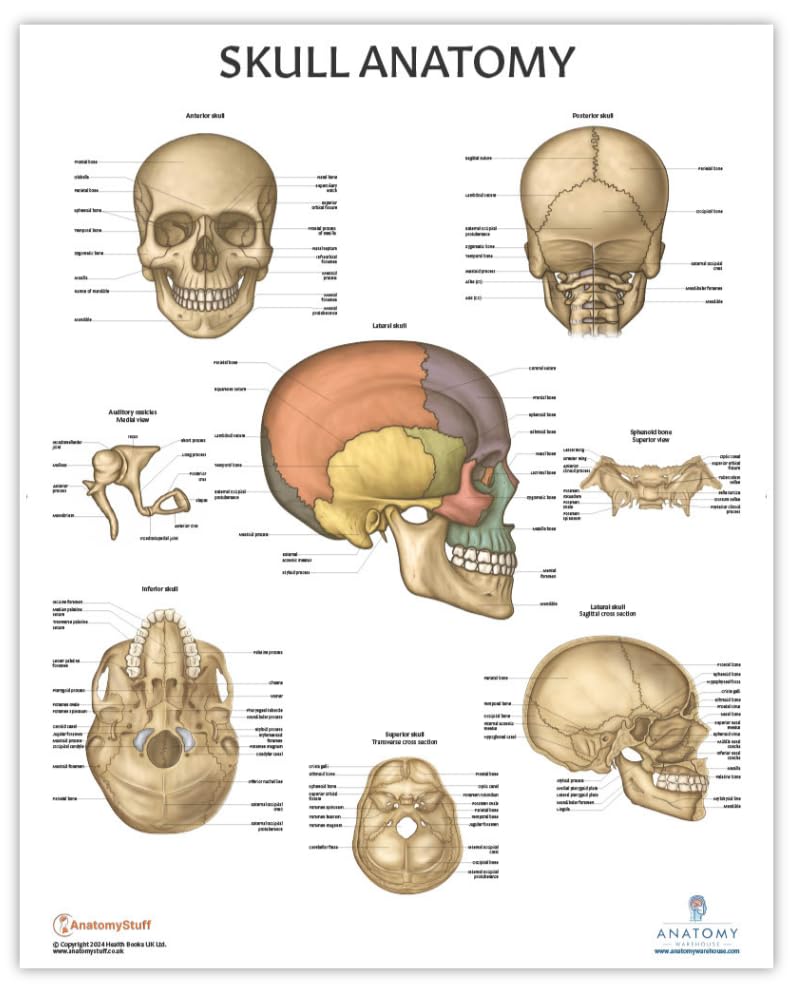 Anatomy Lab Human Skull Anatomy Poster, LAMINATED, Anatomy and Physiology, 17.3 x 22.5 Inches, Organ Diagram, Anatomical Chart for Education Learning and Students