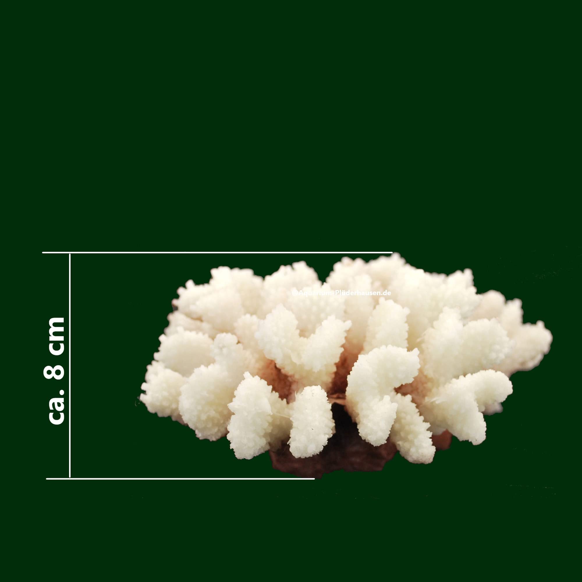Steinkoralle, 21x15x8 cm, SPS, Meerwasseraquarium Korallen, Acropora Nachbildung