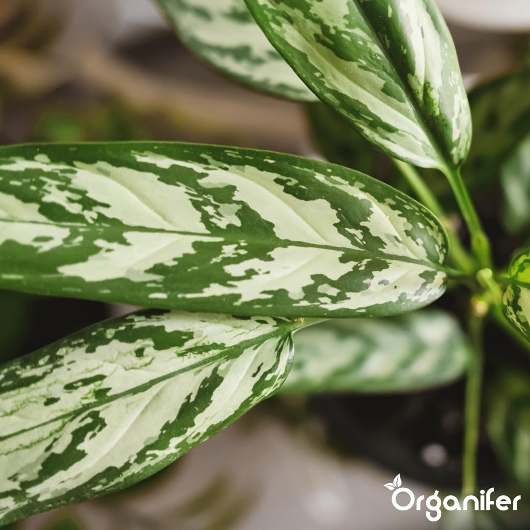 Fertilizante Líquido - 10L - Para Planta Verde - NPK 2-1-8 | Crecimiento Saludable Y Plantas Robustas - Organifer