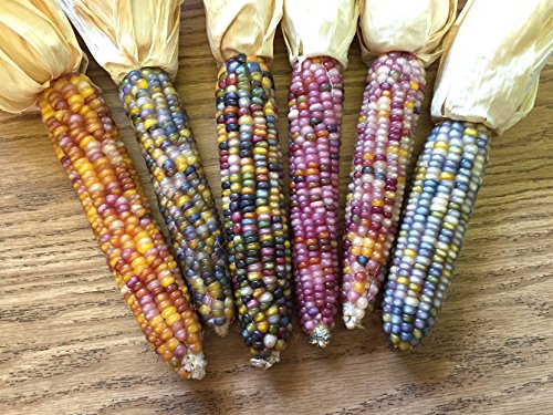 Indica Super Agri Green Rainbow Corn 25 Seeds (2 Packets)