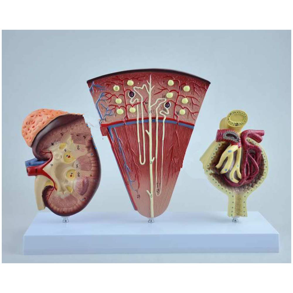 Anatomische Nieren Modell - Human Organ Anatomie Modell Nieren-Modell mit Nephron glomeruläre Harnapparat Medical Modell - für Medizinische Ausbildung Ausbildungshilfe