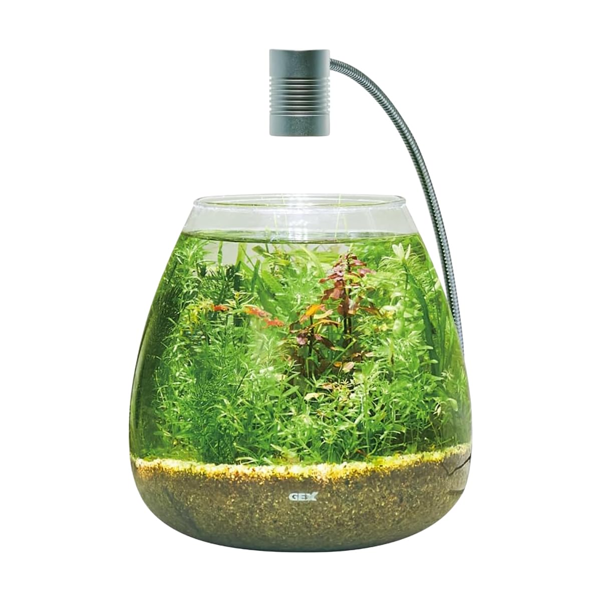 水草容器セット Amazon.co.jp: ジェックス MeGreen 新鮮な水草付き グラスアクア
