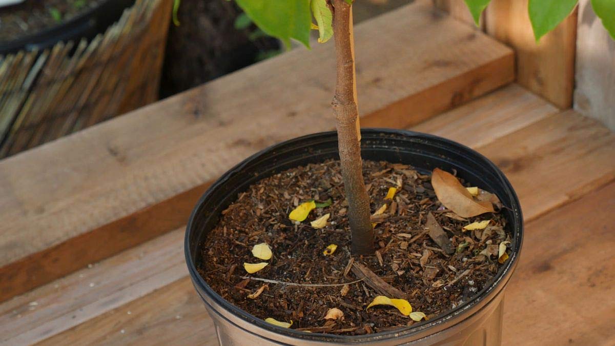 Star Fruit Tree Live Plant in 3 Gallon Pot Averrhoa Carambola
